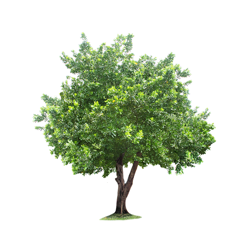 Экологическая безопасность